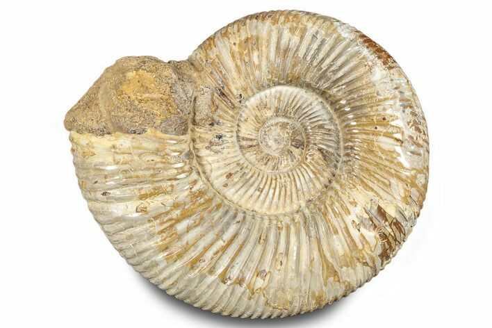 Polished Jurassic Ammonite (Perisphinctes) - Madagascar #283210
